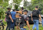 Kasus-Pembunuhan-Terhadap-Apliana-Nona-Ina-(NI)-Jadi-Terang-Dengan-Di-Amankan-2-Tersangka-Oleh-Gabungan-Sat-Reskrim-Polres-SBD