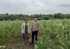 Wujudkan-Ketahanan-Pangan-Di-Desa-Binaannya,-Bhabinkamtibmas-Briptu-Anderias-G.-Ate-Tinjau-Lokasi