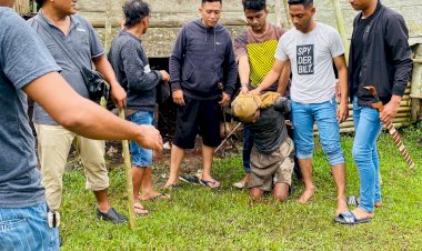 Pelaku-Pembunuhan-Berinisial-GB-Di-Ringkus-Sat-Reskrim-Polres-Sumba-Barat-Daya-Saat-Mencoba-Melarikan-Diri