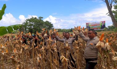 Polres-Sumba-Barat-Daya-Gelar-Penen-Raya-Jagung-Serentak-Tahap-I-di-Kecamatan-Kodi-Utara