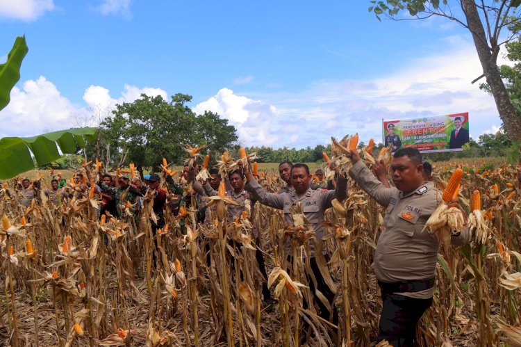 Polres Sumba Barat Daya Gelar Penen Raya Jagung Serentak Tahap I di Kecamatan Kodi Utara