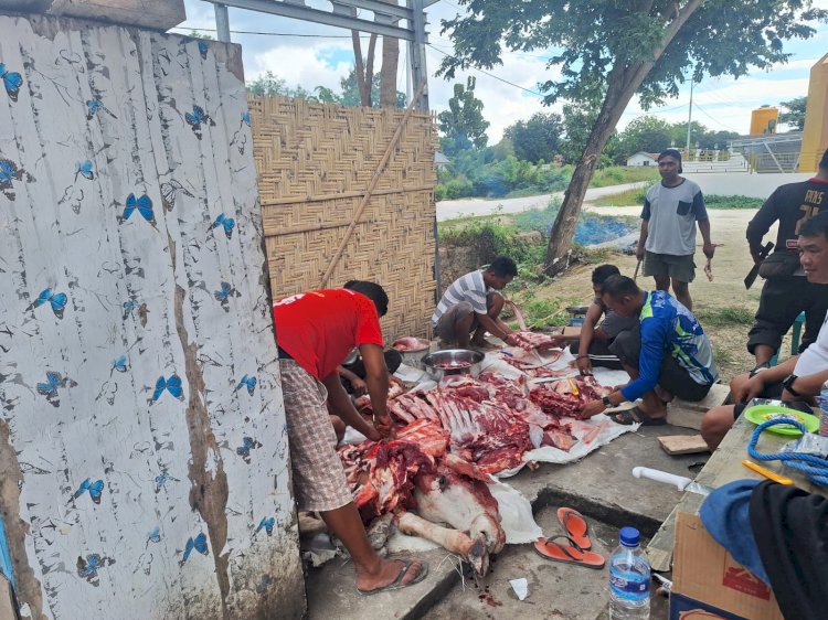 Berbagi Berkah di Hari Raya Idul Adha, Polres Sumba Barat Daya Menyembelih 1 Ekor Sapi